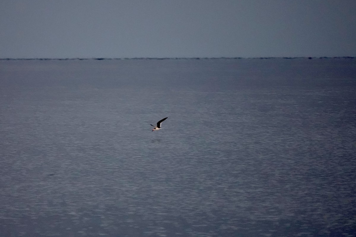 Black Skimmer - ML599595841