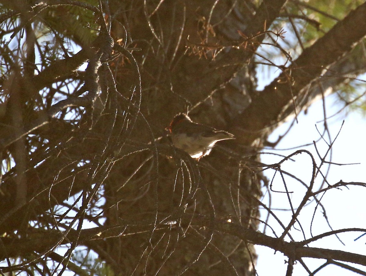 Red-faced Warbler - Bruce Aird