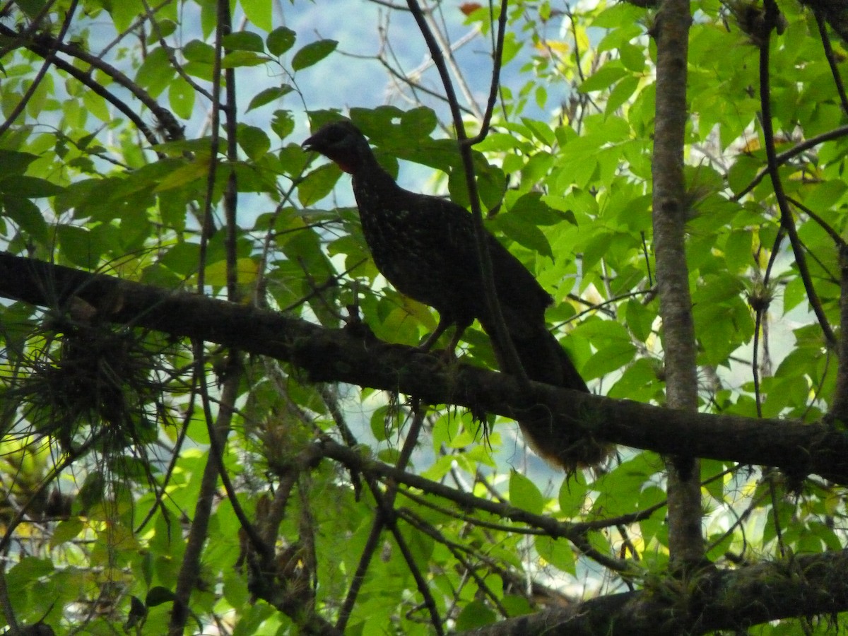 Band-tailed Guan - ML599596371