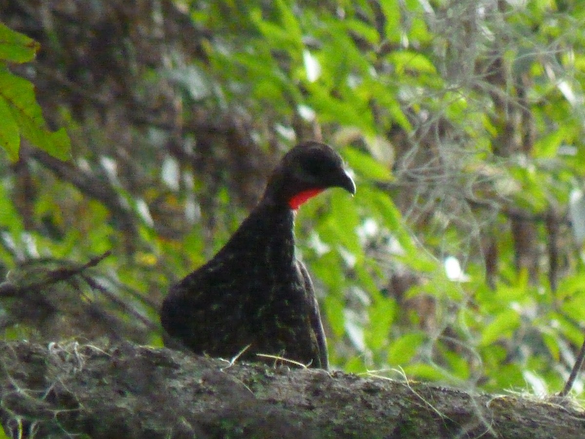 Band-tailed Guan - ML599596381