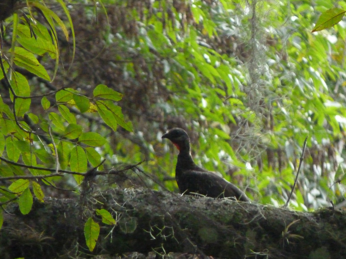 Band-tailed Guan - ML599596391