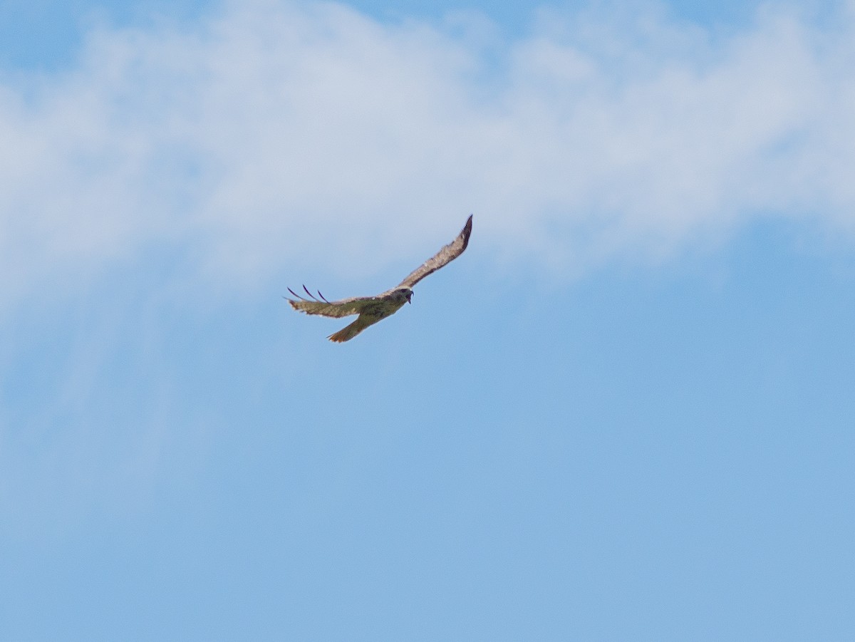 Red-tailed Hawk - Rik Eberhardt