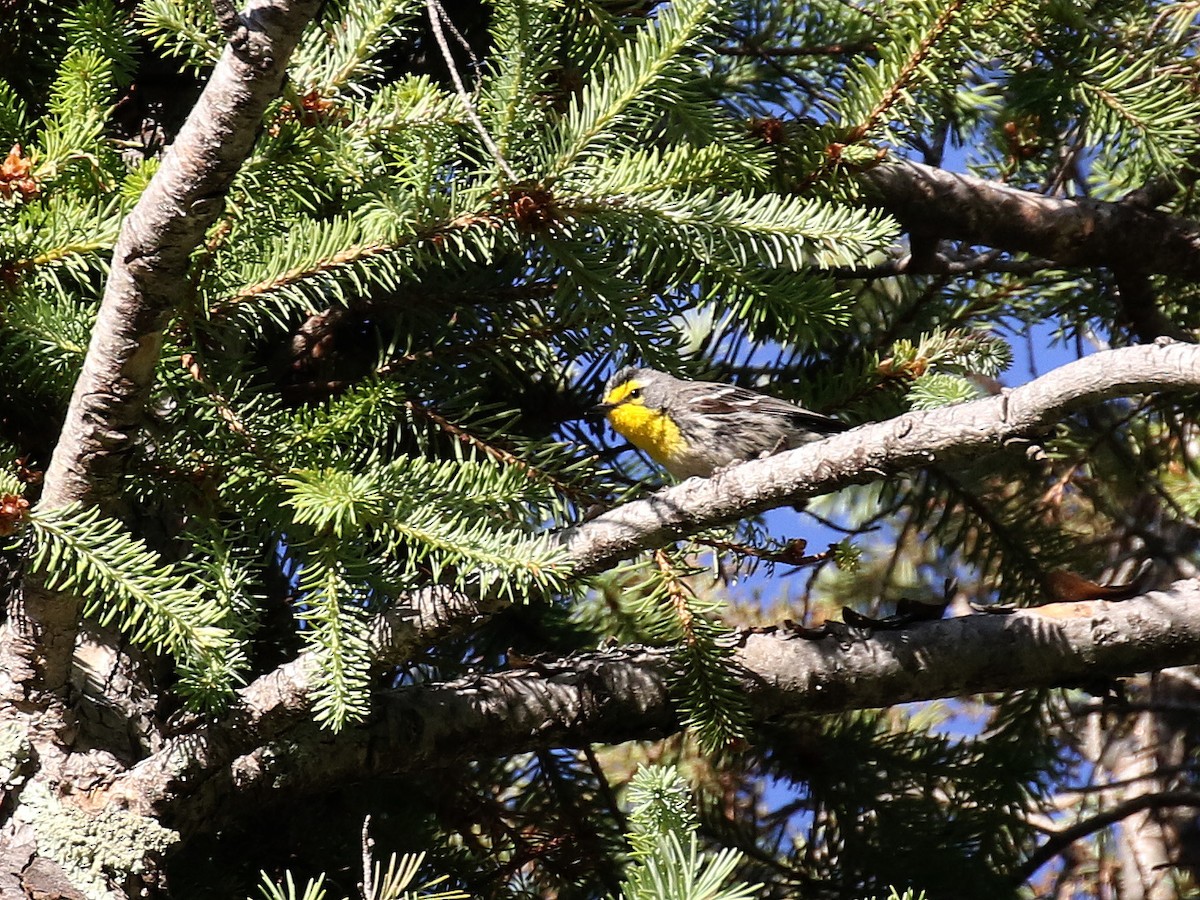 Grace's Warbler - Bruce Aird