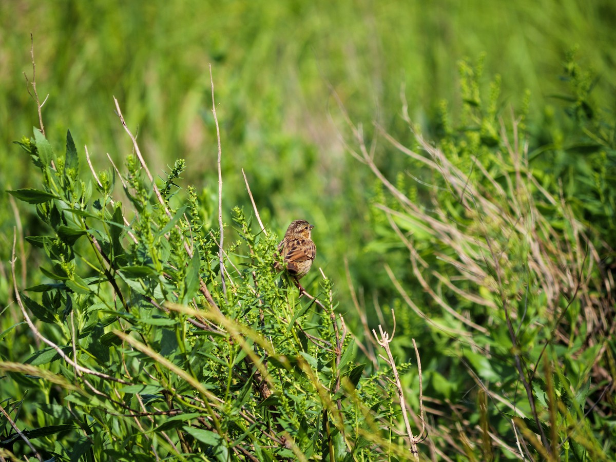 Song Sparrow - ML599597301