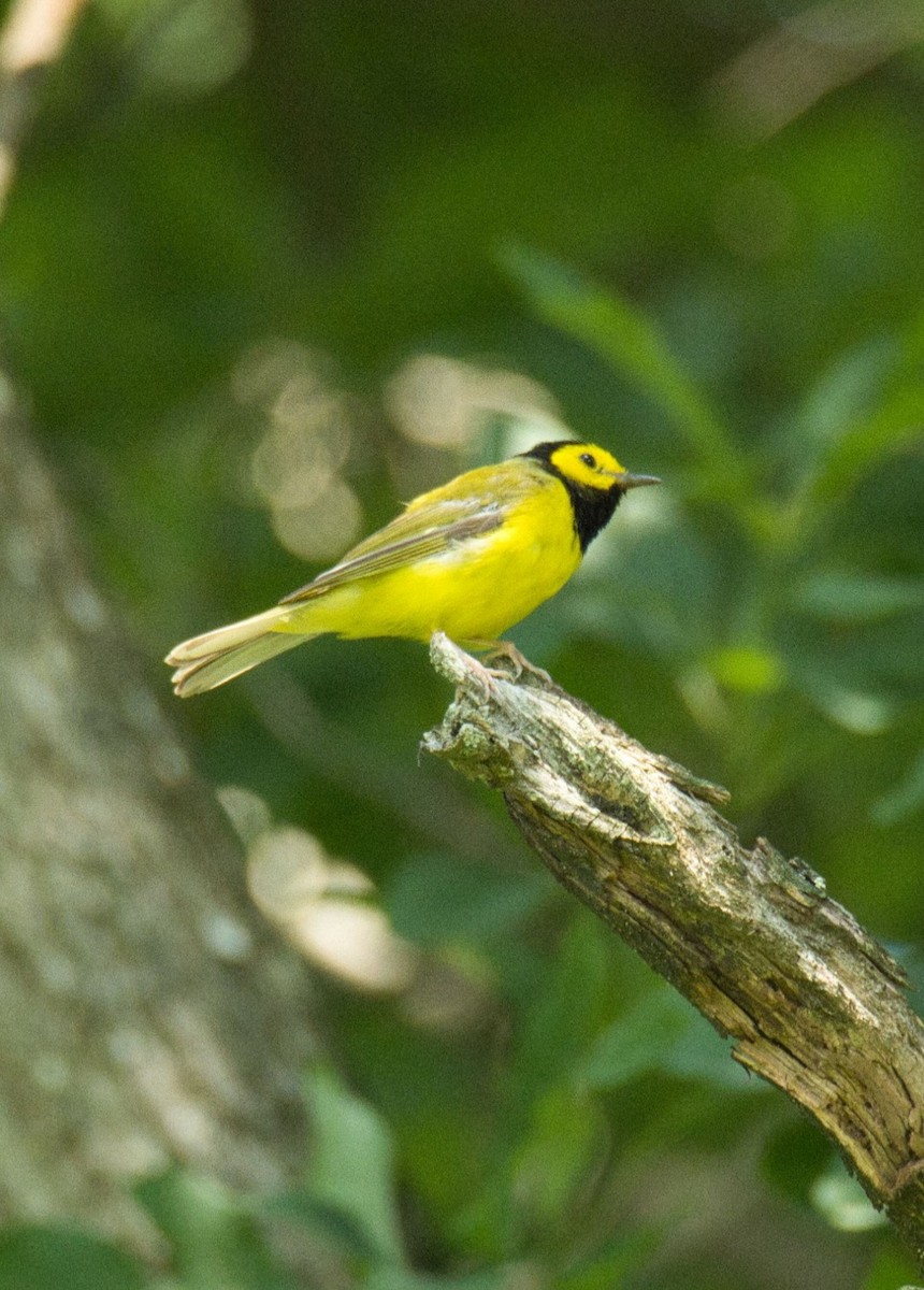 Hooded Warbler - ML599597471