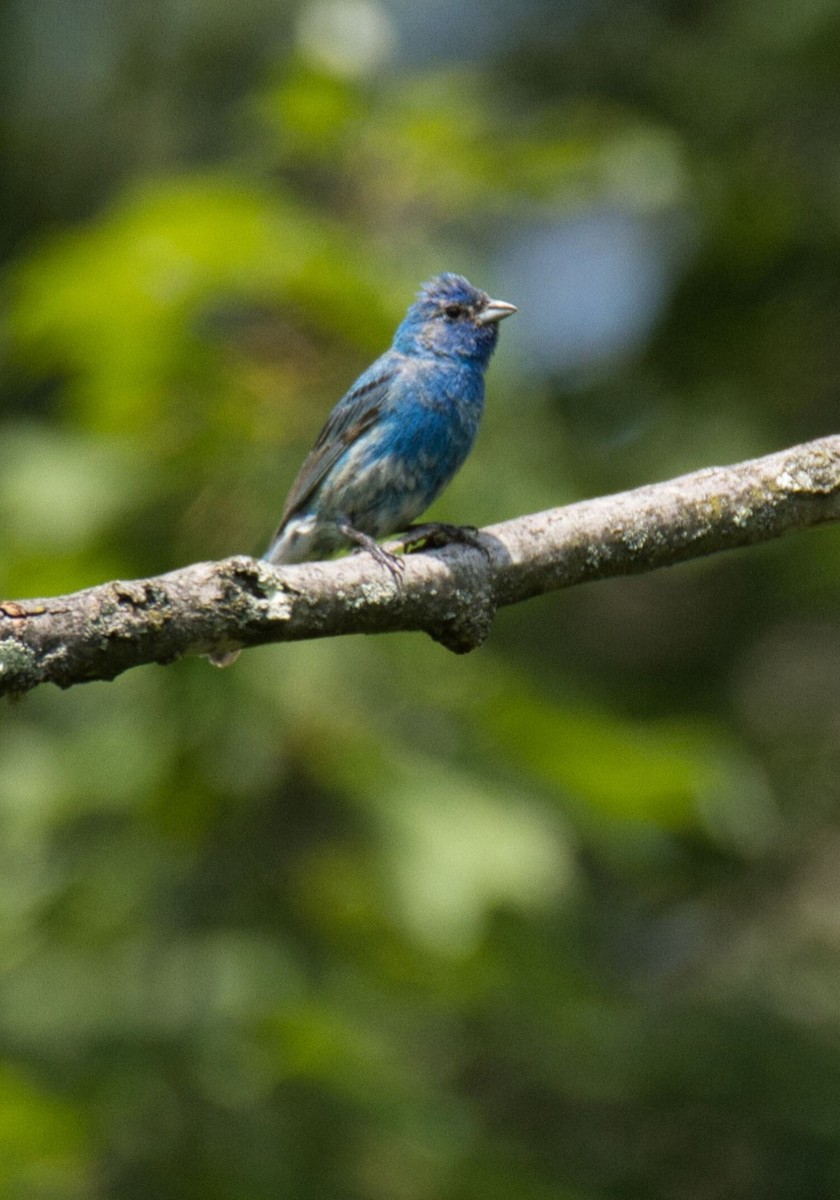 Indigo Bunting - ML599597861