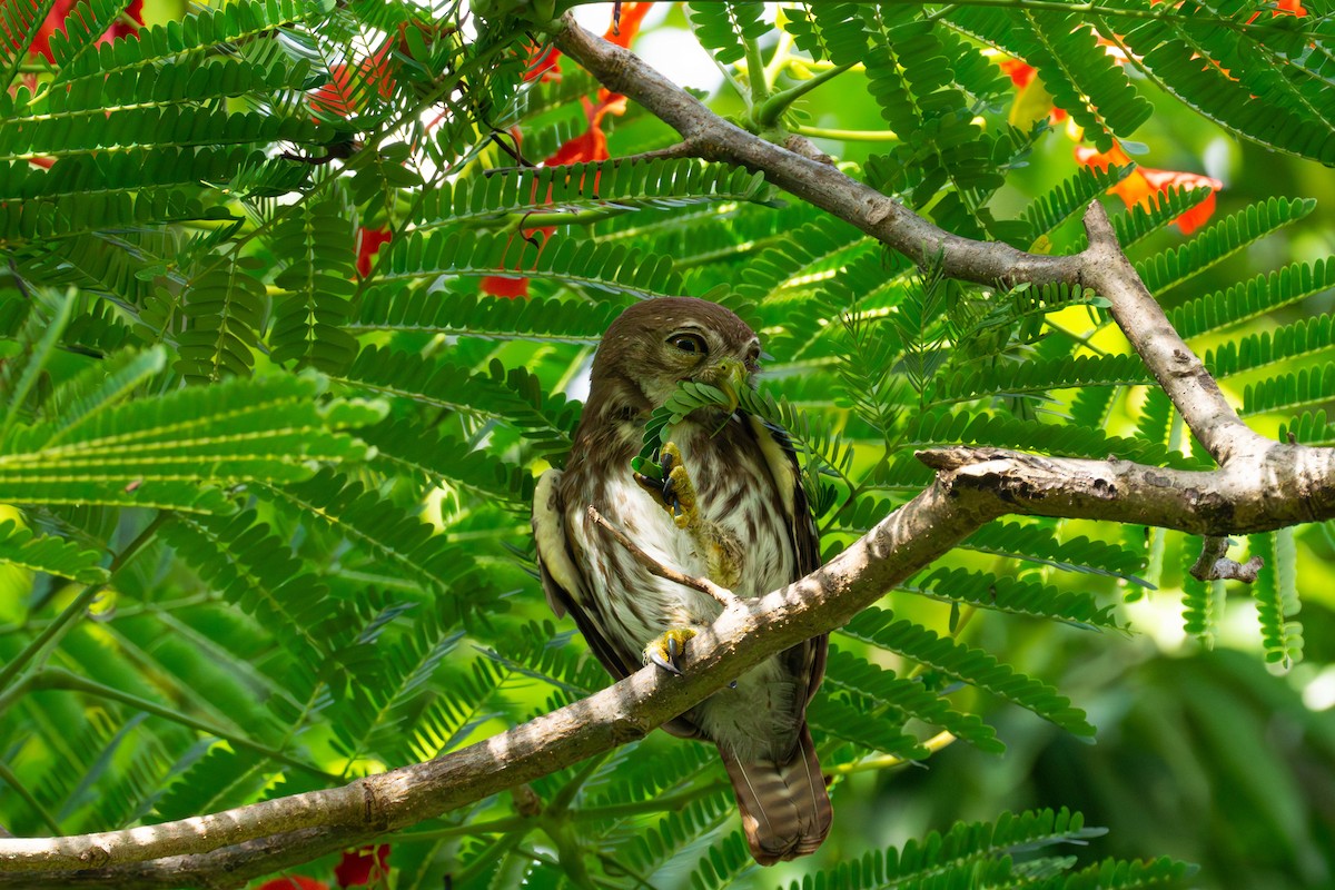 Ferruginous Pygmy-Owl - ML599597901