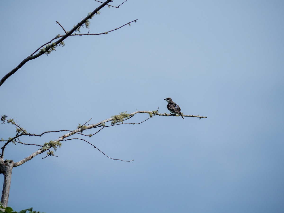 Eastern Kingbird - ML599597941