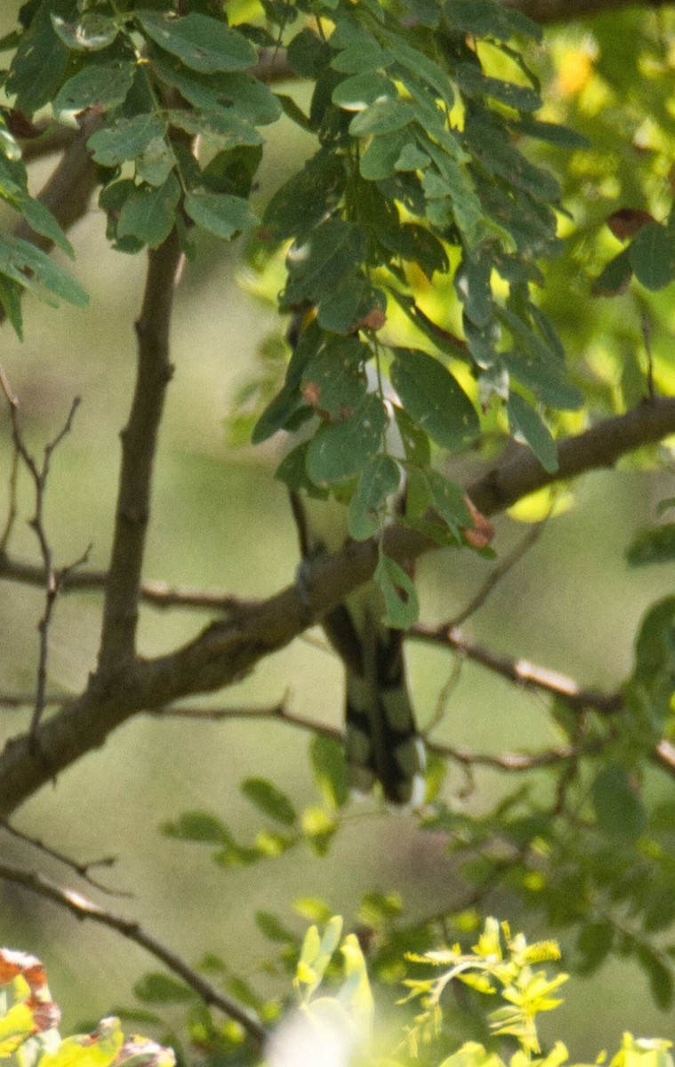 Yellow-billed Cuckoo - ML599598051