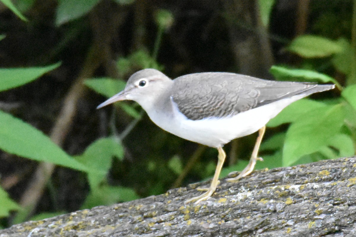 Spotted Sandpiper - ML599598311