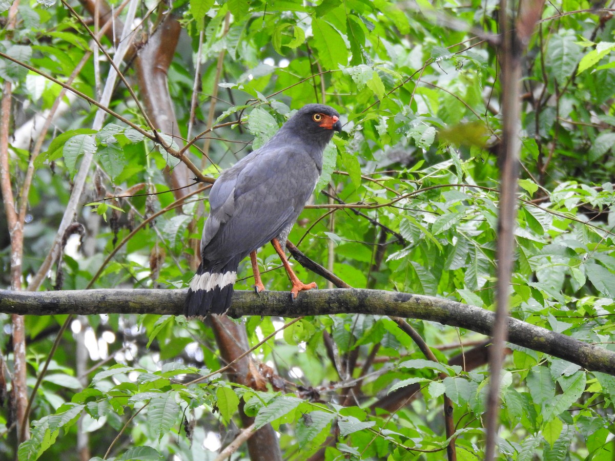 Slate-colored Hawk - Francisco Javier Alonso Acero  (Hotel Malokamazonas)