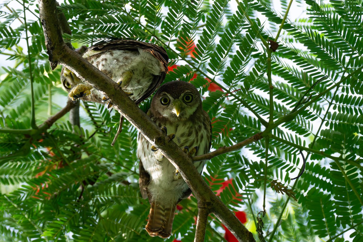 Ferruginous Pygmy-Owl - ML599598851