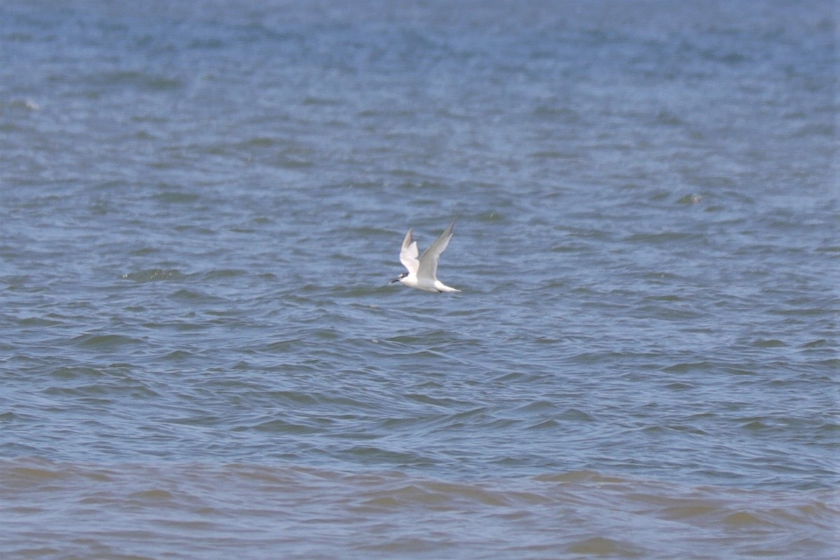 Sandwich Tern - ML599598881