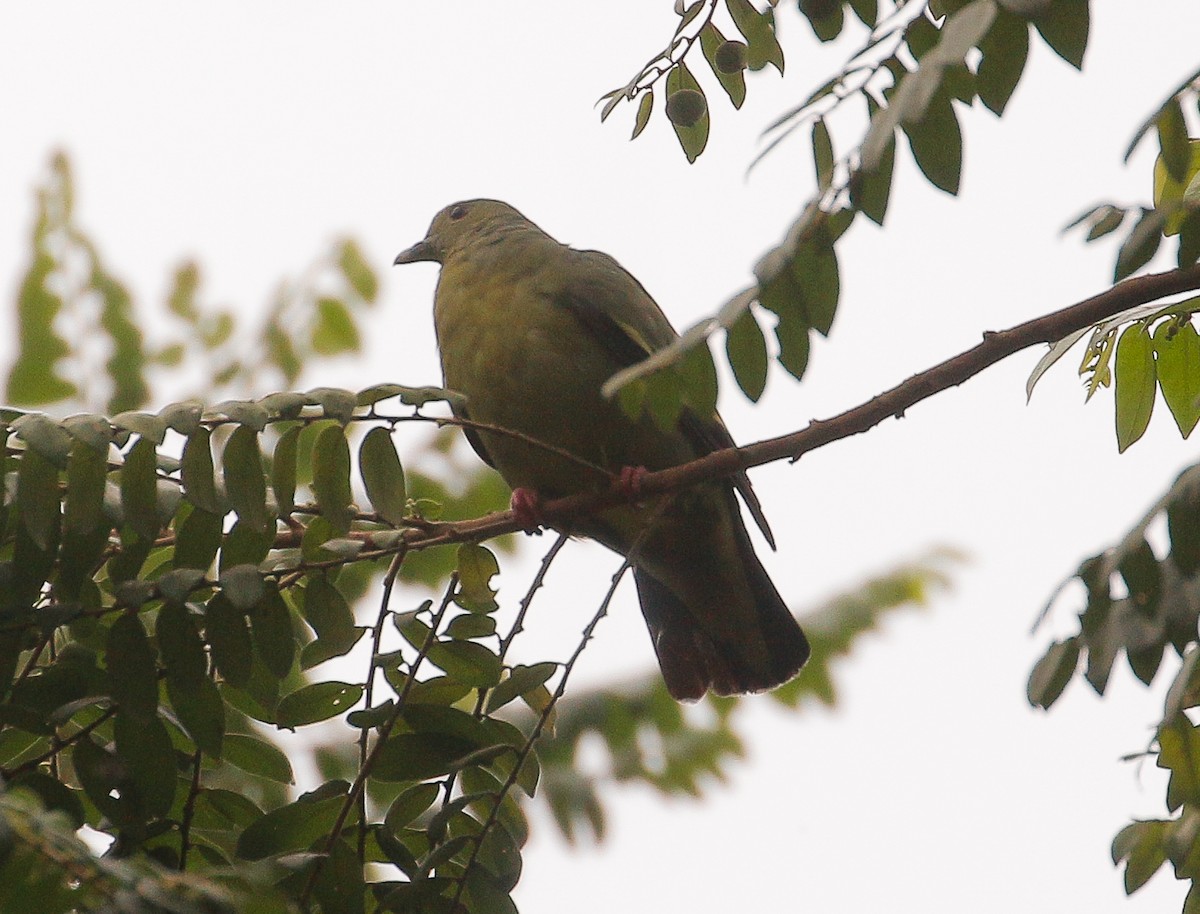 Pink-necked Green-Pigeon - ML599598891