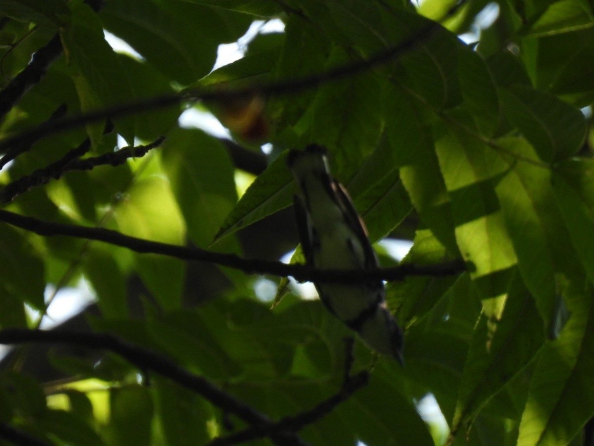 Cerulean Warbler - ML599598971