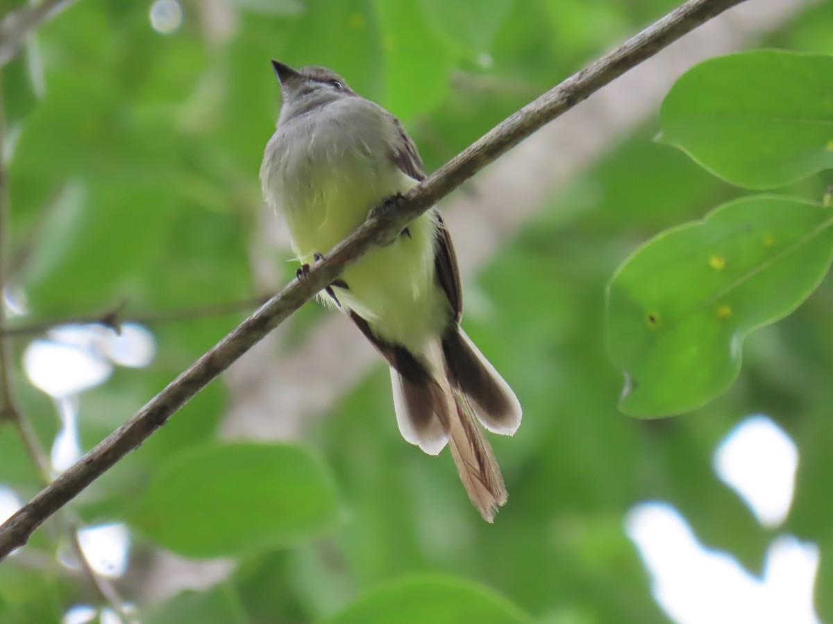 Northern Scrub-Flycatcher - Elizabeth Ferber