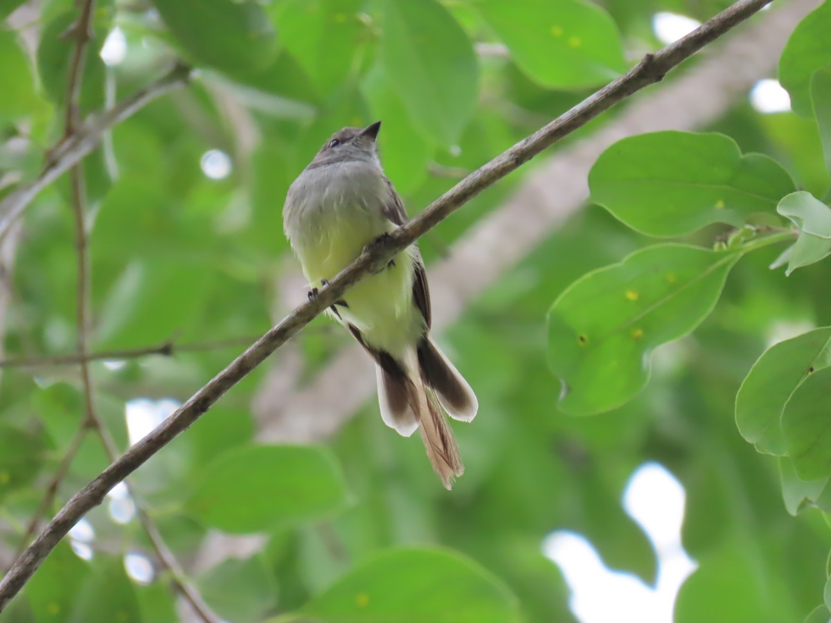 Northern Scrub-Flycatcher - ML599600051