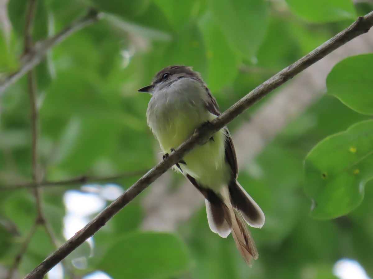 Northern Scrub-Flycatcher - Elizabeth Ferber