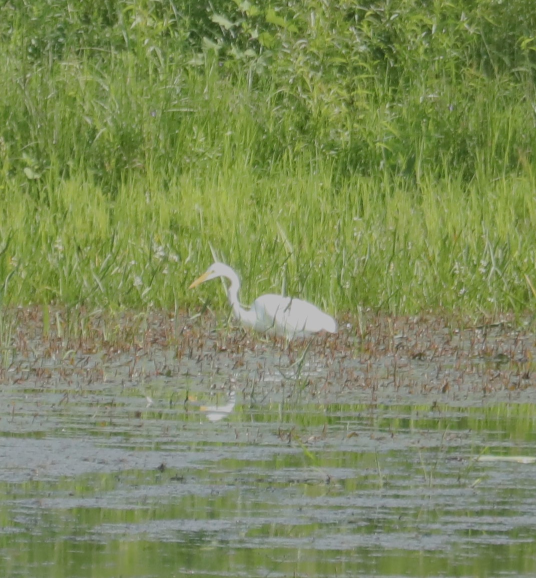 Great Egret - ML599600551