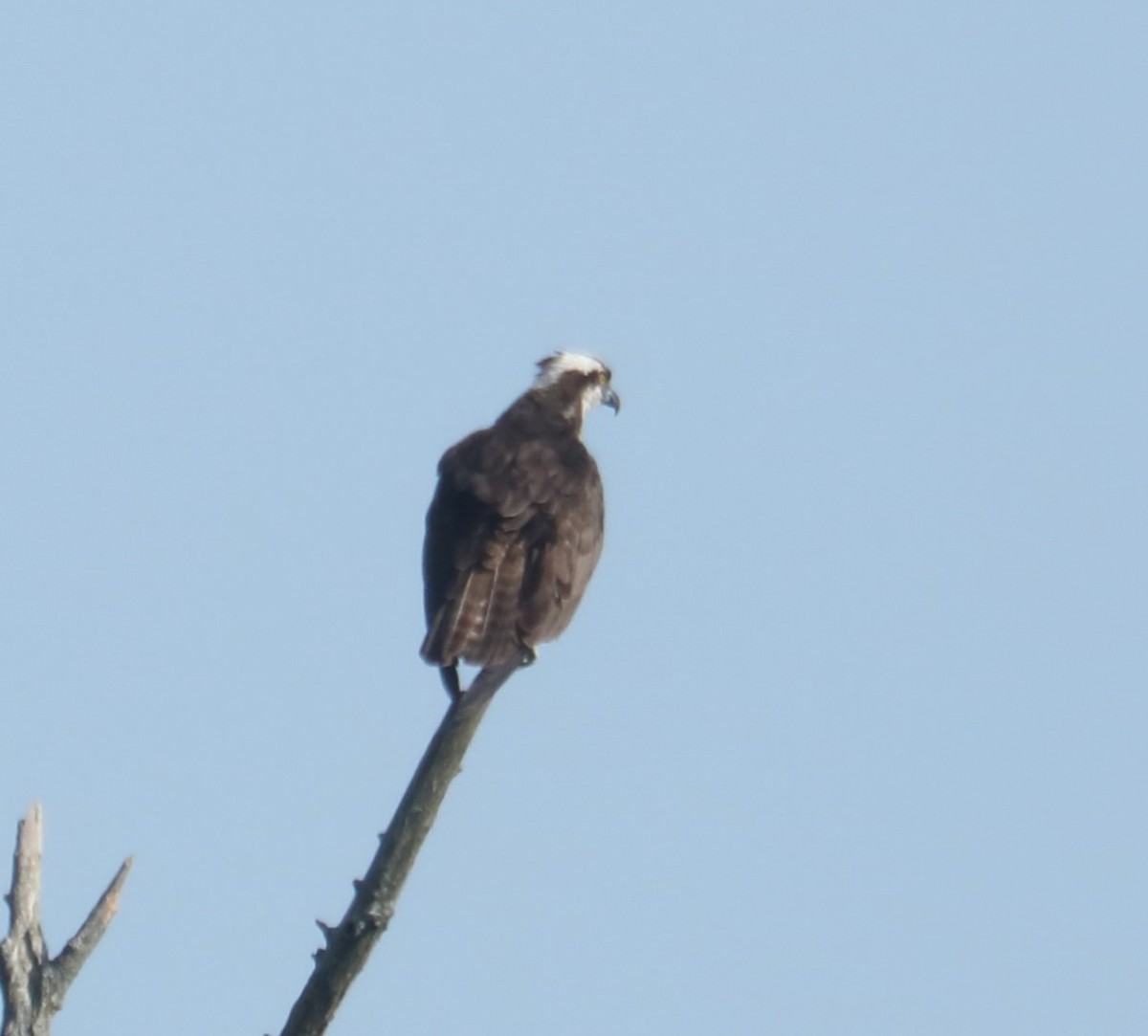 Águila Pescadora (carolinensis) - ML599600771