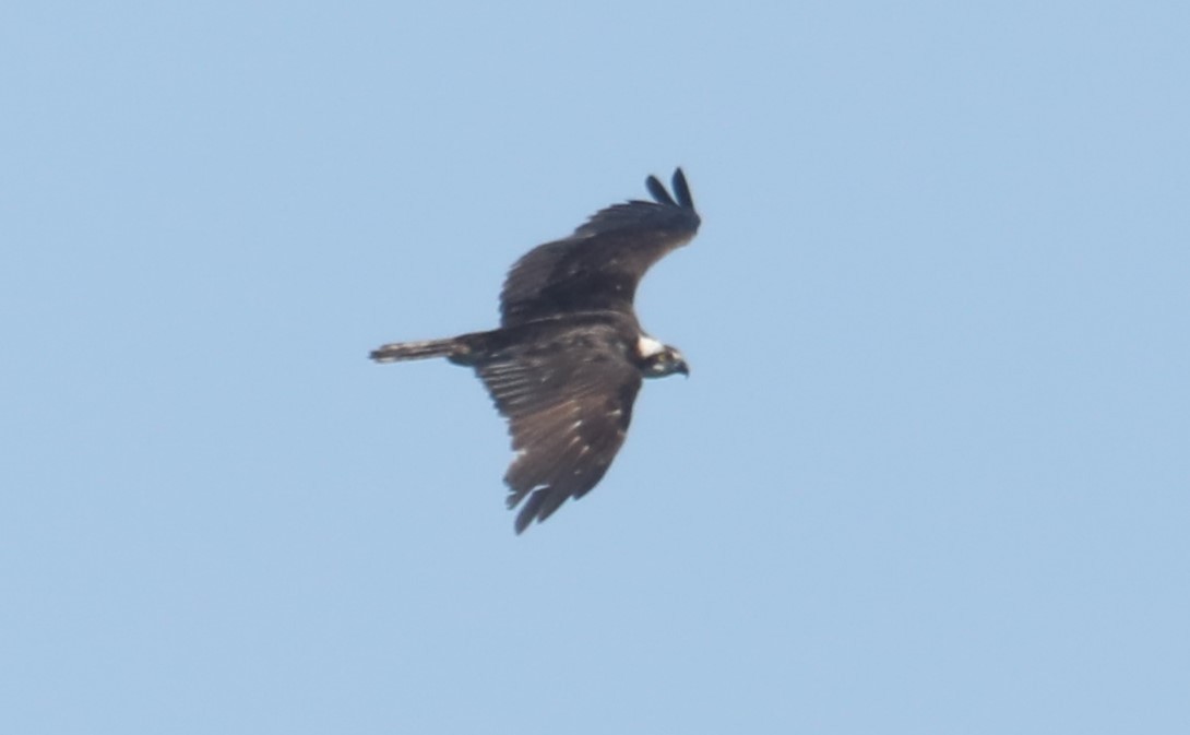 Águila Pescadora (carolinensis) - ML599600831