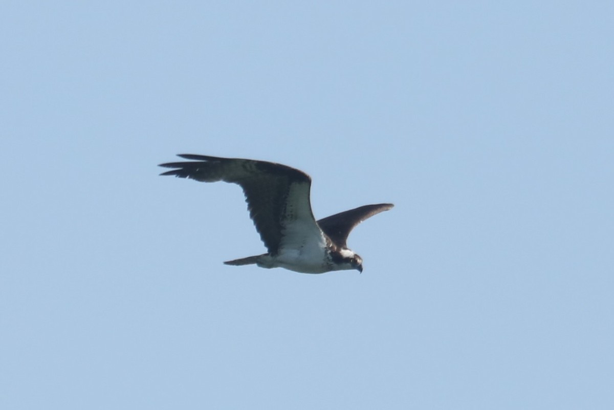 Águila Pescadora (carolinensis) - ML599600841