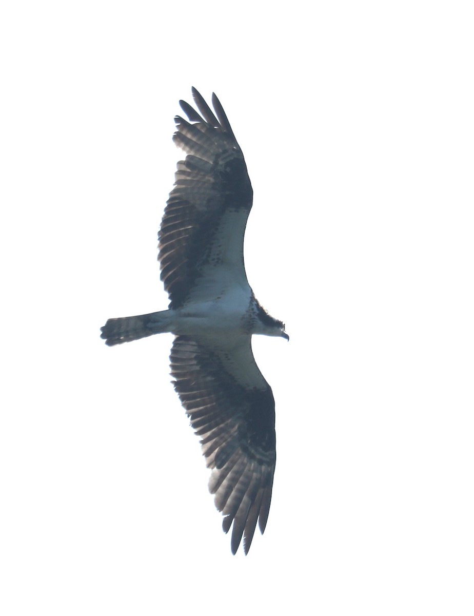 Osprey (carolinensis) - ML599600851