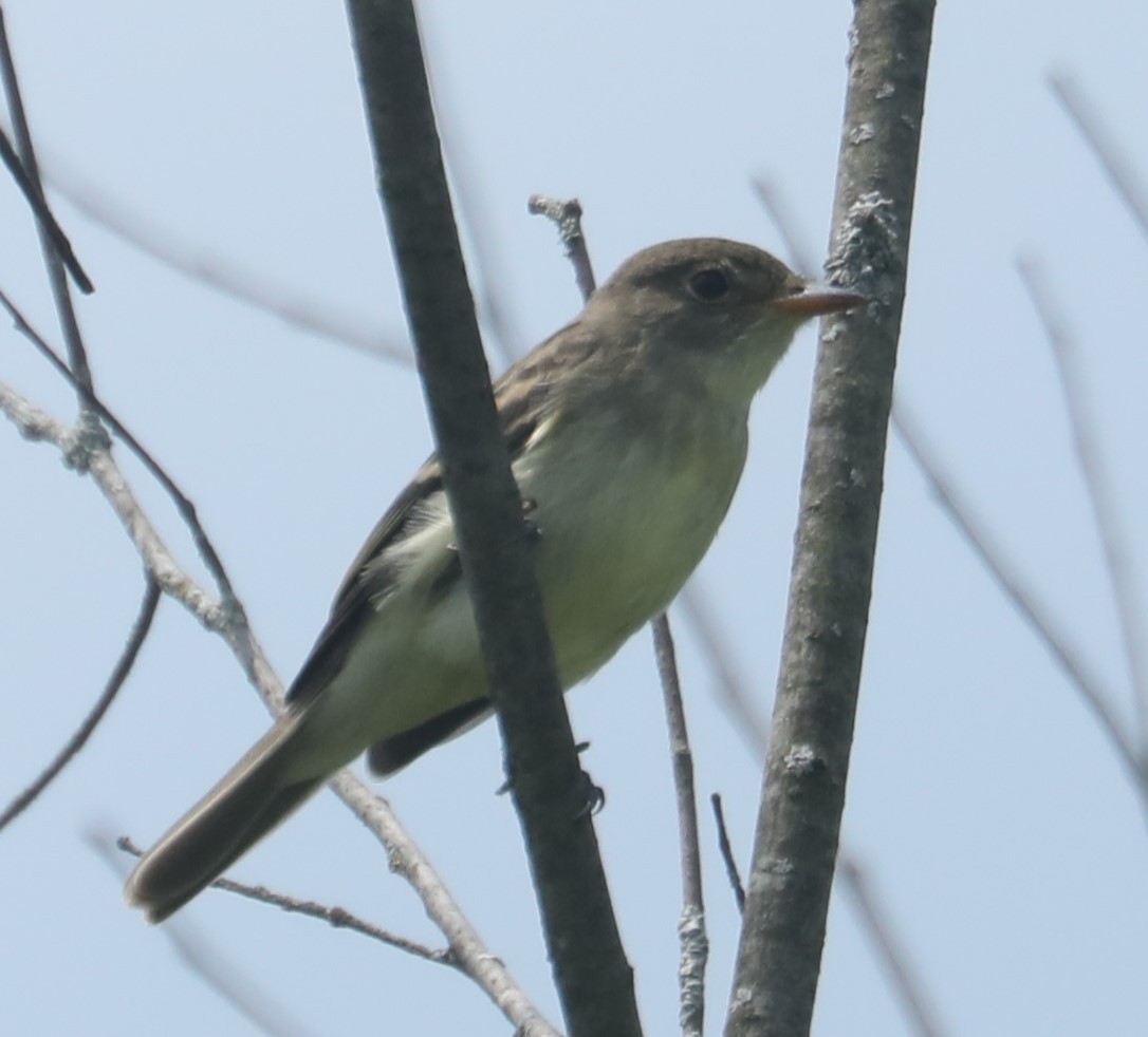 Willow Flycatcher - ML599601301