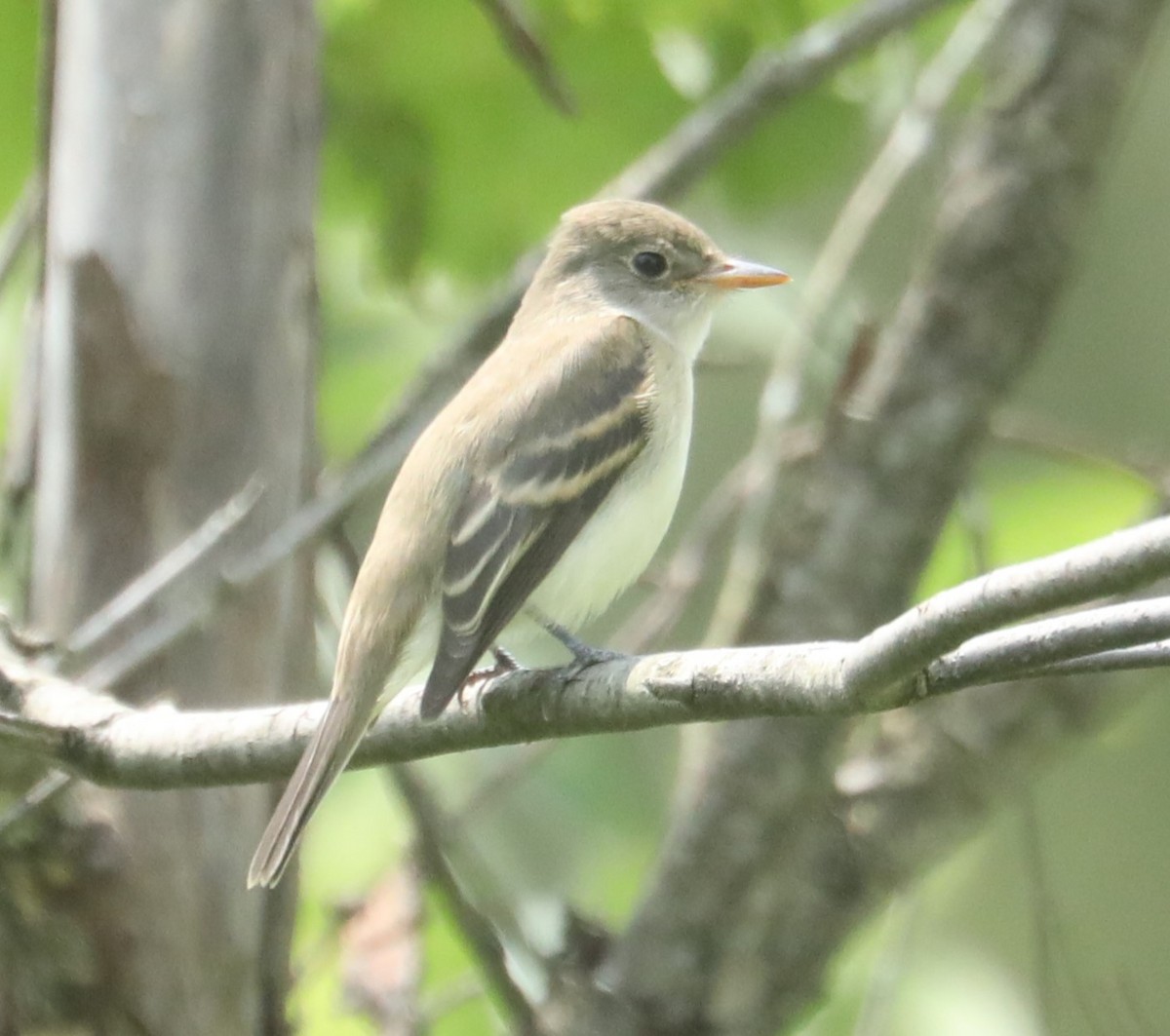 Willow Flycatcher - ML599601341