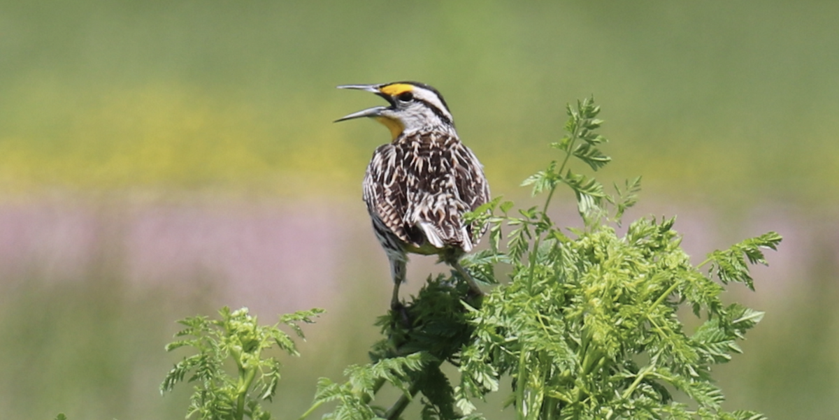 Eastern Meadowlark (Eastern) - ML599601931