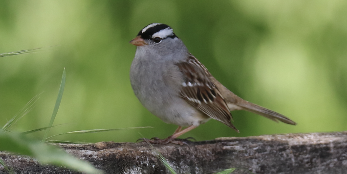 Bruant à couronne blanche (leucophrys/oriantha) - ML599601981