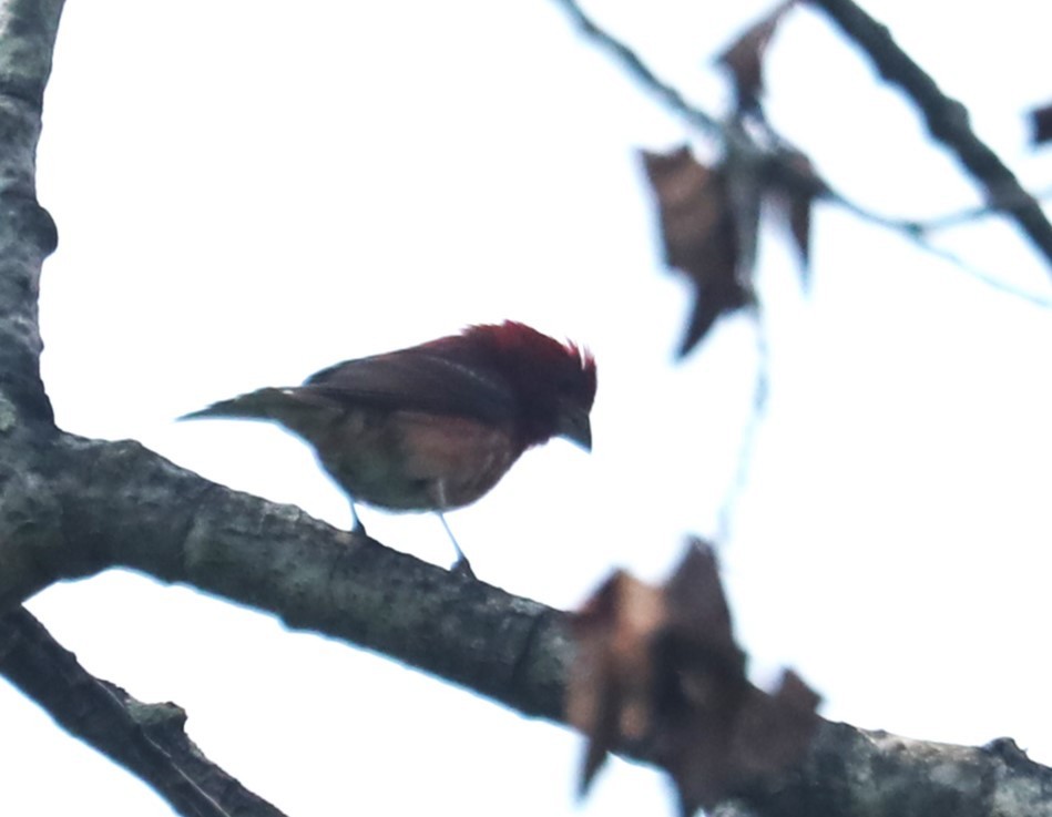 Purple Finch (Eastern) - David Nicosia