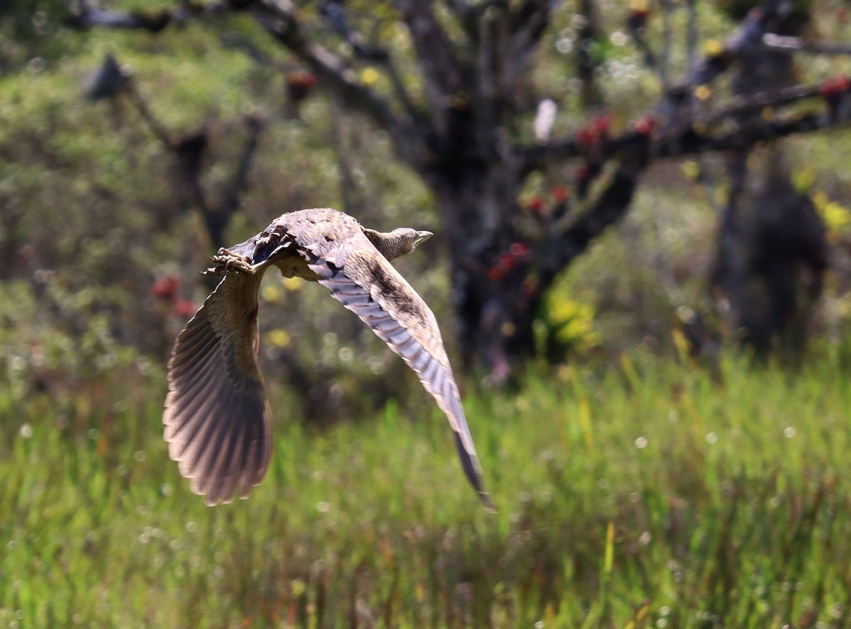 Pinnated Bittern - Franciane Pereira