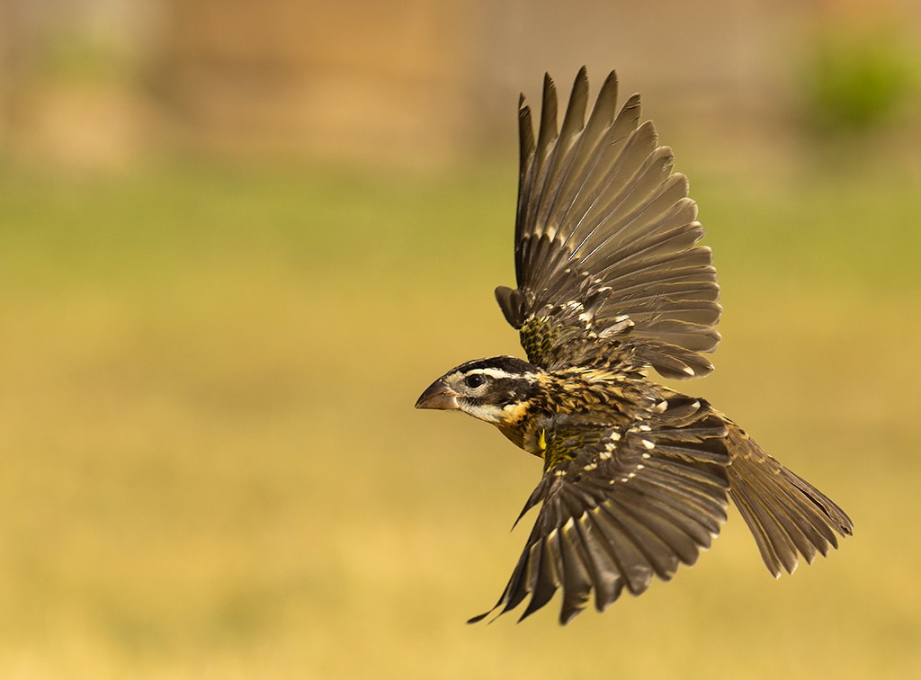 Black-headed Grosbeak - manuel grosselet