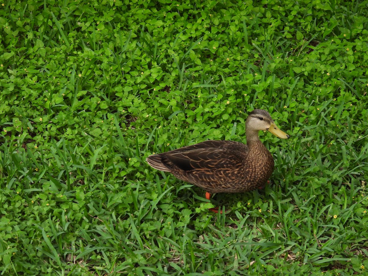 Mottled Duck - Aiden Saari