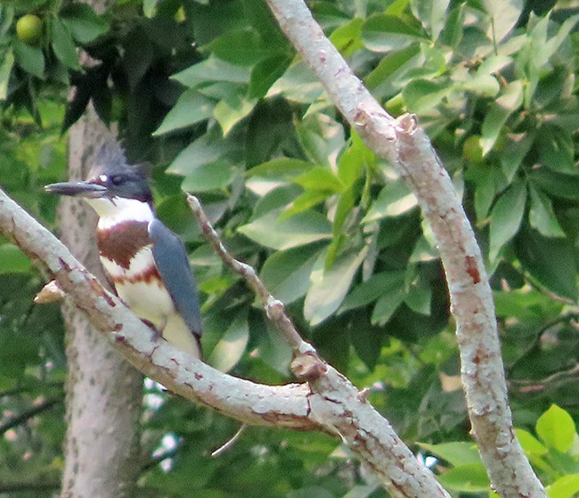 Belted Kingfisher - ML599603781