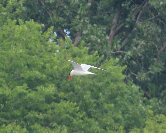 Caspian Tern - ML599604331