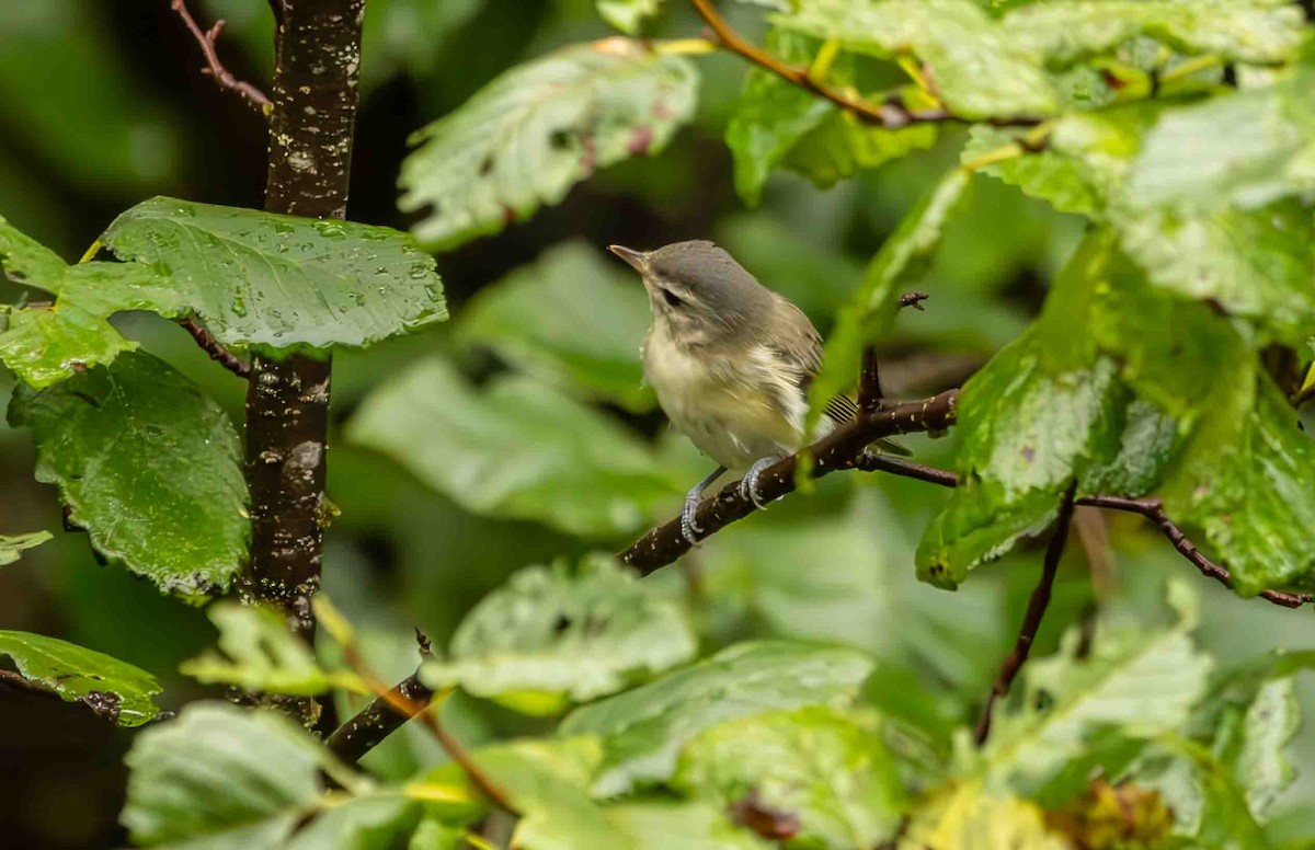 Warbling Vireo - ML599605411