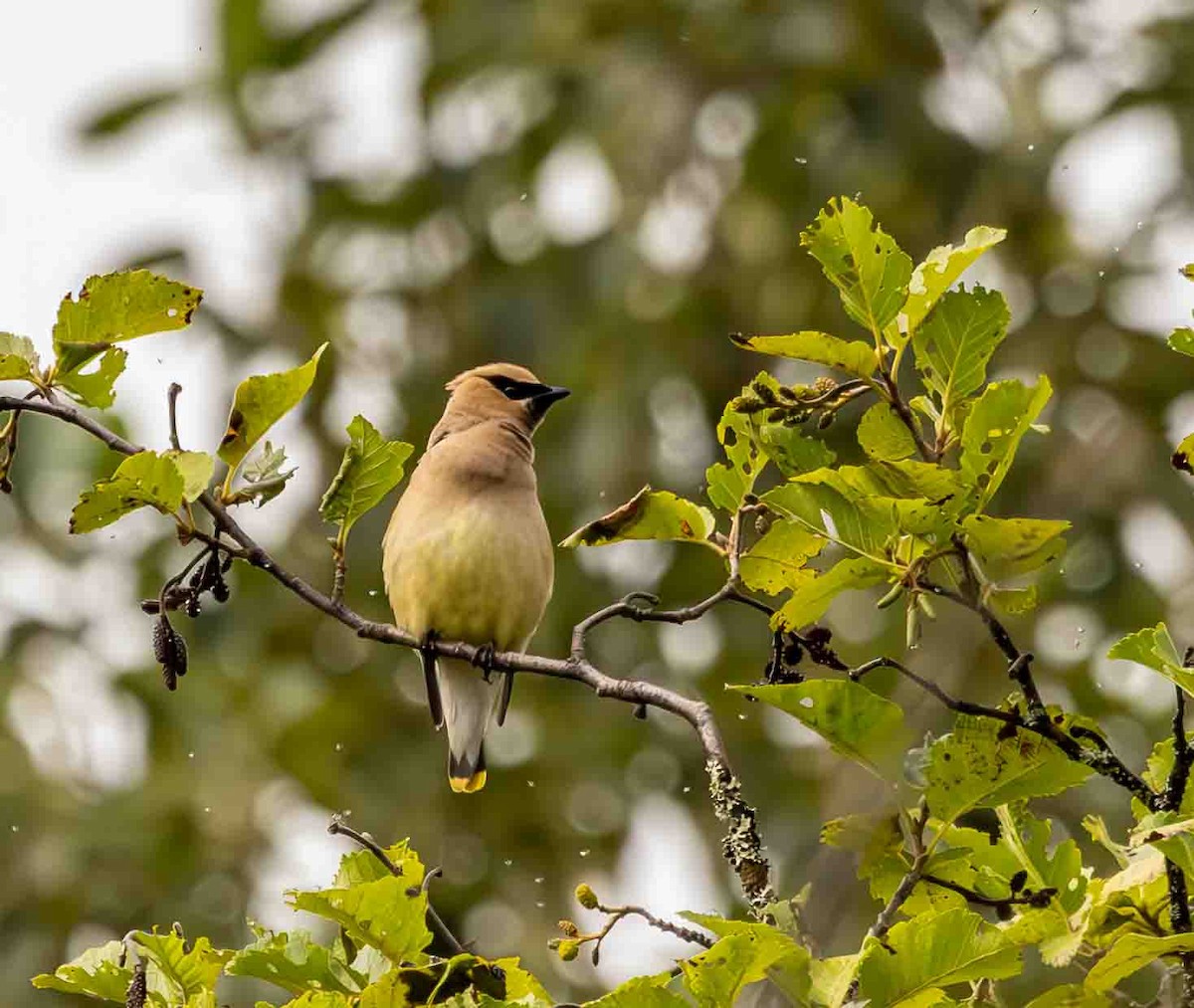 Cedar Waxwing - ML599605461