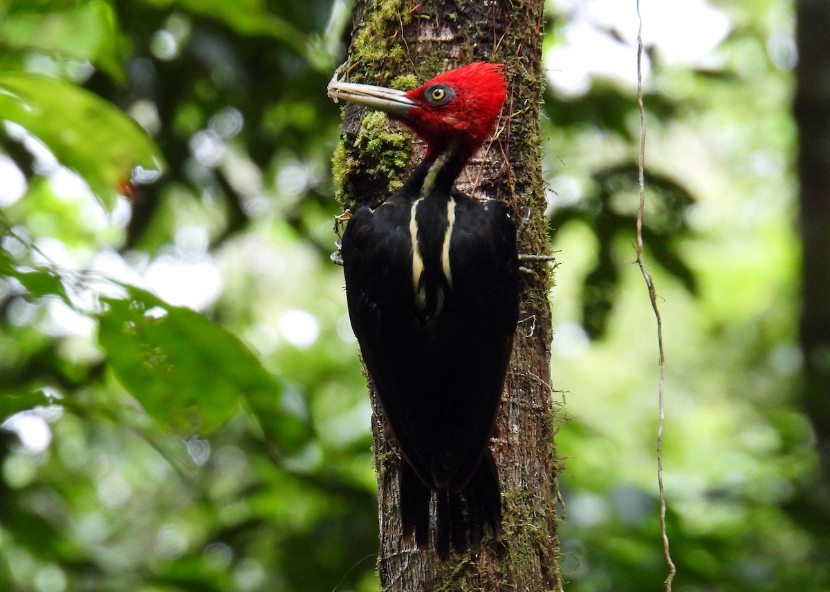 Pale-billed Woodpecker - ML599605701