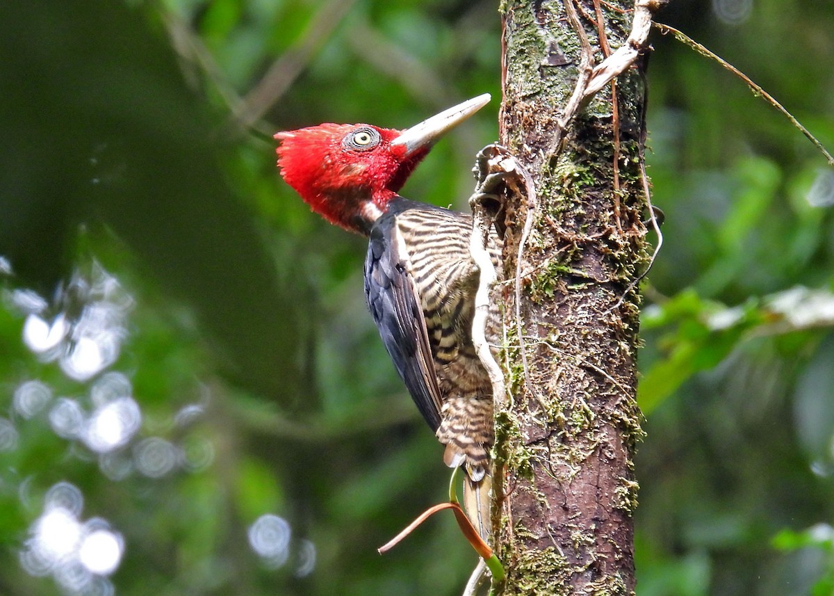 Pale-billed Woodpecker - Mark Thomson