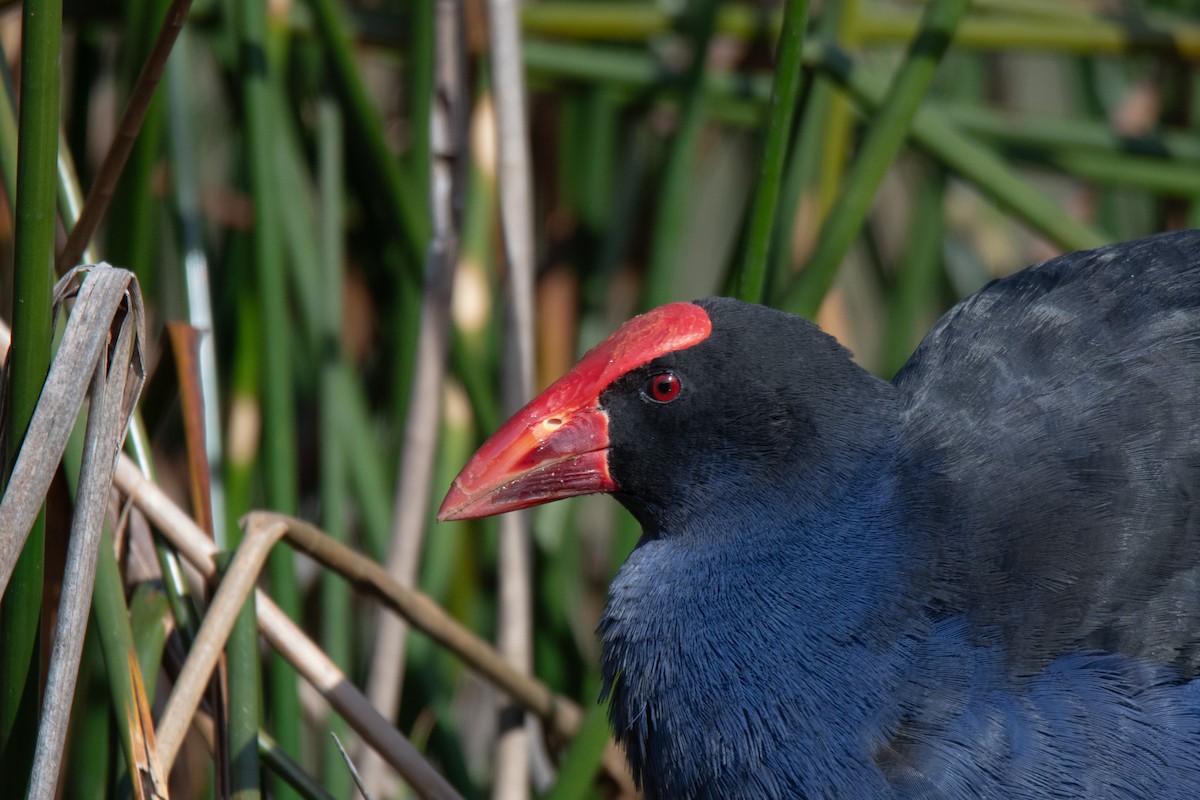 Australasian Swamphen - ML599606121