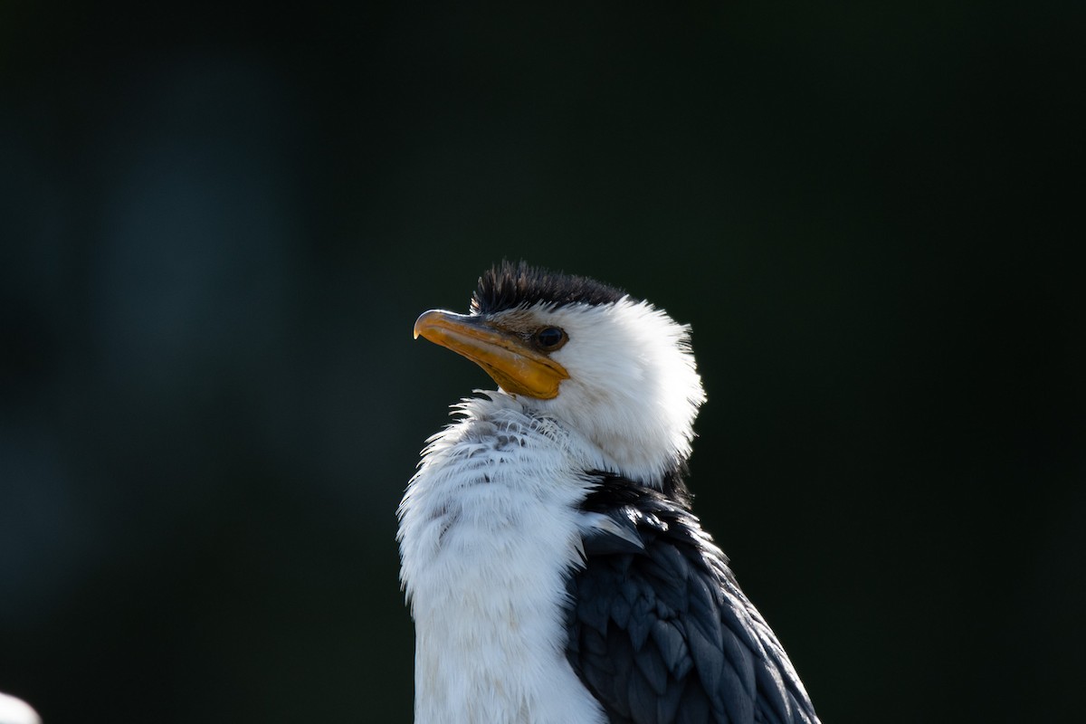 Little Pied Cormorant - ML599606131