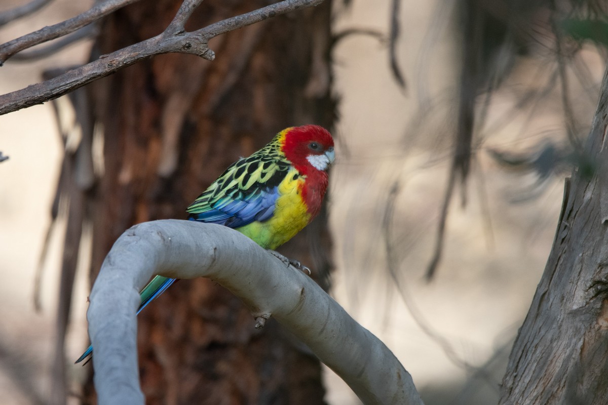 Eastern Rosella - ML599606211