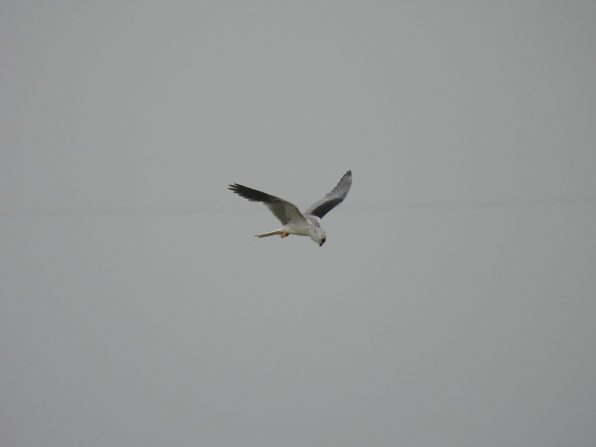 White-tailed Kite - ML599606911