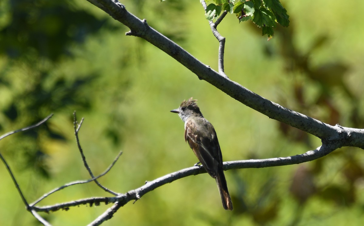 Great Crested Flycatcher - ML599607651