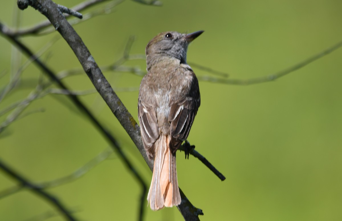 Great Crested Flycatcher - ML599607751