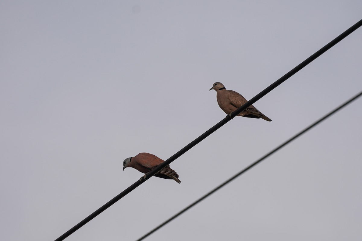 Red Collared-Dove - ML599608721
