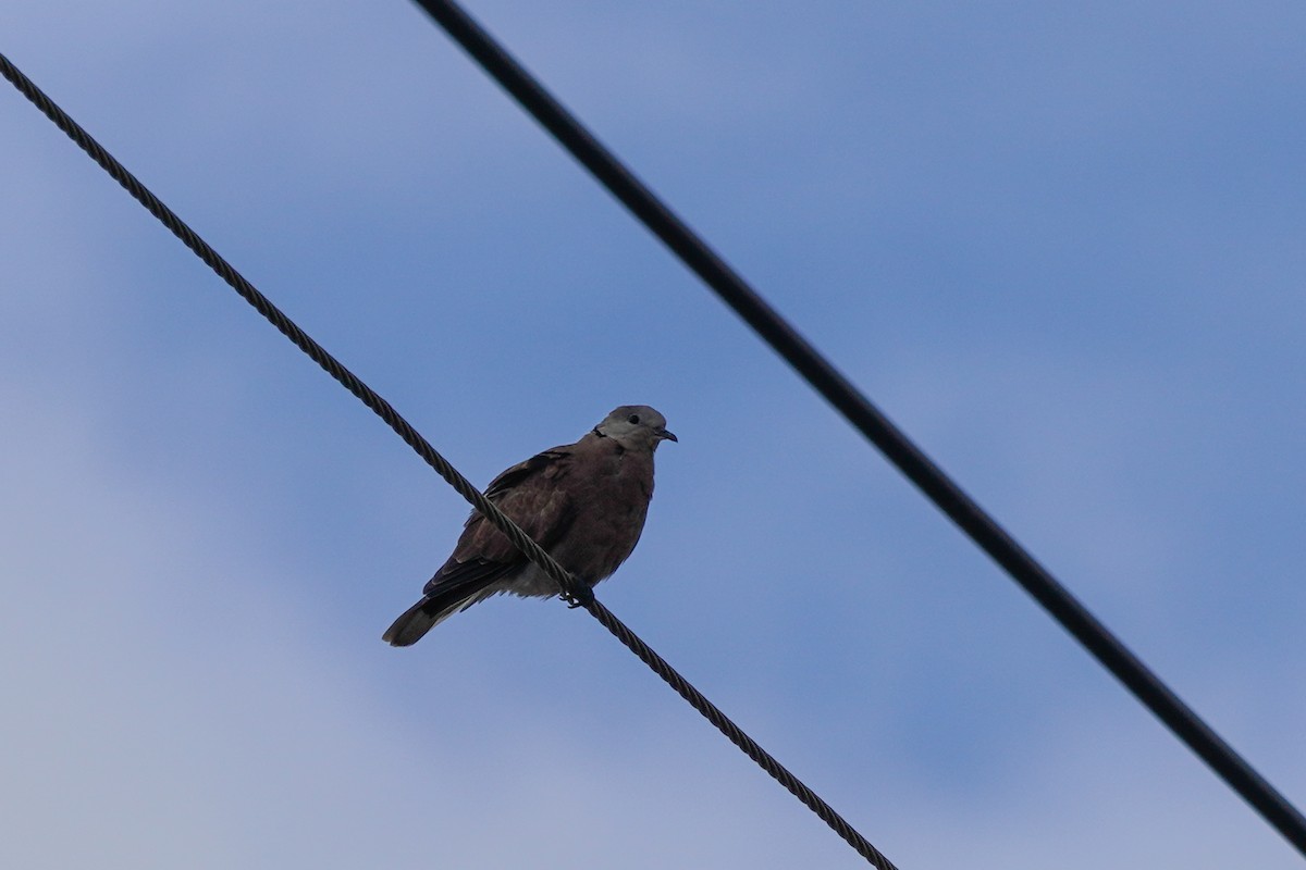 Red Collared-Dove - ML599609431