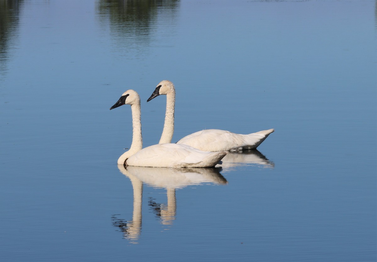 Trumpeter Swan - Michel Marsan